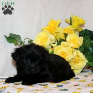 Regina, Shorkie-Poo Puppy